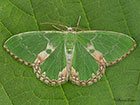  70.300 Blotched Emerald Copyright Martin Evans 