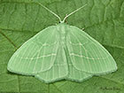  70.302 Small Emerald Copyright Martin Evans 