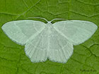  70.303 Little Emerald Copyright Martin Evans 