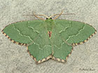  70.305 Common Emerald Copyright Martin Evans 