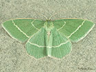  70.306 Small Grass Emerald Copyright Martin Evans 