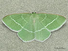  70.307 Southern Grass Emerald Copyright Martin Evans 