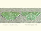  70.307 Southern Grass Emerald and Small Grass Emerald Copyright Martin Evans 