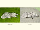  71.003 Puss Moth and Feline Copyright Martin Evans 