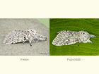  71,004 Feline and Puss Moth Copyright Martin Evans 