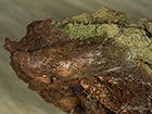 71.005 Sallow Kitten fresh cocoon Copyright Martin Evans 