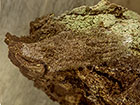  71.005 Sallow Kitten cocoon Copyright Martin Evans 