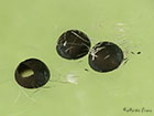  71.005 Sallow Kitten ova Copyright Martin Evans 