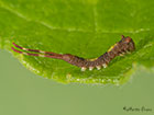  71.005 Sallow Kitten larva 6mm Copyright Martin Evans 