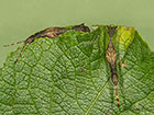  71.005 Sallow Kitten larva 23mm Copyright Martin Evans 