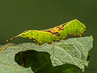  71.005 Sallow Kitten larva 33mm Copyright Martin Evans 