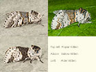  71.007 Poplar Kitten, Sallow Kitten and Alder Kitten Copyright Martin Evans 