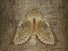  71.009 Lobster Moth Copyright Martin Evans 