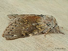  71.009 Lobster Moth Copyright Martin Evans 