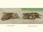  71.009 Lobster Moth and Great Prominent Copyright Martin Evans 