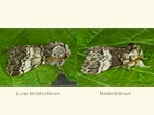  71.011 Lunar Marbled Brown and Marbled Brown Copyright Martin Evans 