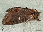  71.012 Iron Prominent female Copyright Martin Evans 