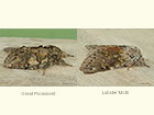 71.016 Great Prominent and Lobster Moth Copyright Martin Evans 