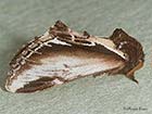  71.018 Lesser Swallow Prominent Copyright Martin Evans 