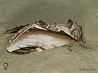  71.018 Lesser Swallow Prominent female Copyright Martin Evans 