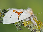  71.019 White Prominent Copyright Martin Evans 