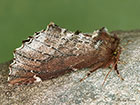  71.023 Scarce Prominent female Copyright Martin Evans 