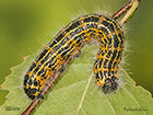  71.025 Buff-tip larva 50mm Copyright Martin Evans 