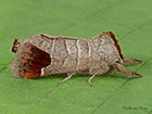  71.027 Chocolate-tip Copyright Martin Evans 