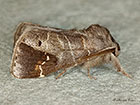  71.029 Scarce Chocolate-tip Copyright Martin Evans 