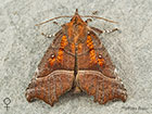  72.001 Herald Copyright Martin Evans 