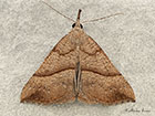  72.003 Snout Copyright Martin Evans 