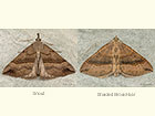  72.003 Snout and Shaded Broad-bar Copyright Martin Evans 