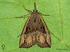  72.004 Buttoned Snout female Copyright Martin Evans 