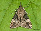  72.006 Bloxworth Snout Copyright Martin Evans 