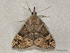  72.006 Bloxworth Snout Copyright Martin Evans 