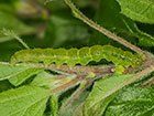  72.006 Bloxworth Snout Copyright Martin Evans 