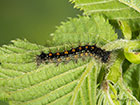  72.011 Gypsy Moth larva 15mm Copyright Martin Evans 