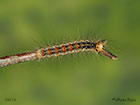  72.011 Gypsy Moth larva 34mm Copyright Martin Evans 