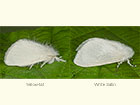  72.013 Yellow-tail and White Satin Copyright Martin Evans 