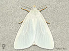  72.014 Reed Tussock female Copyright Martin Evans 