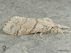  72.015 Pale Tussock female Copyright Martin Evans 
