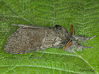  72.015 Pale Tussock Copyright Martin Evans 