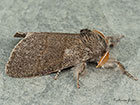  72.015 Pale Tussock Copyright Martin Evans 