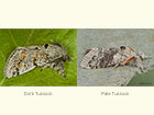 72.016 Dark Tussock and Pale Tussock Copyright Martin Evans 