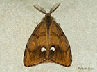  72.017 Vapourer Copyright Martin Evans 