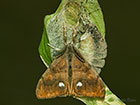  72.017 Vapourer pair Copyright Martin Evans 