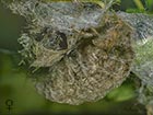  72.018 Scarce Vapourer female Copyright Martin Evans 