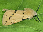  72.019 Buff Ermine Copyright Martin Evans 