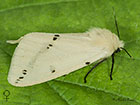  72.019 Buff Ermine female Copyright Martin Evans 