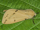  72.019 Buff Ermine female Copyright Martin Evans 